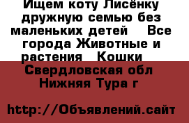 Ищем коту Лисёнку дружную семью без маленьких детей  - Все города Животные и растения » Кошки   . Свердловская обл.,Нижняя Тура г.